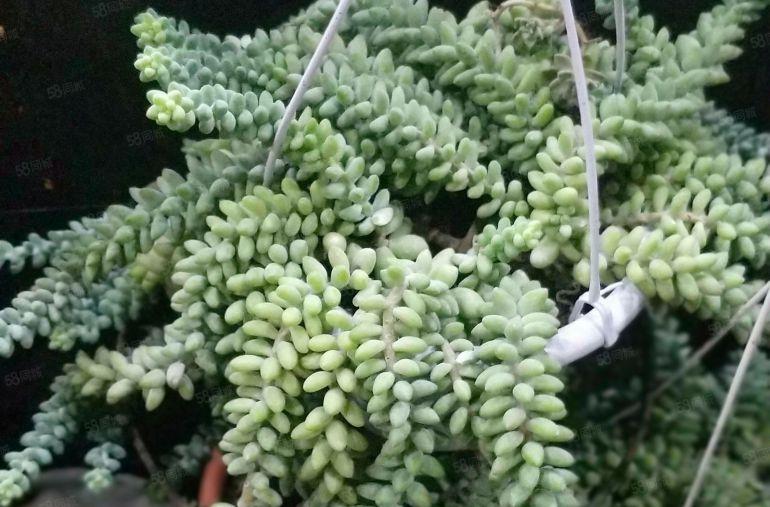 东城 8米高 标准 一层 厂房出租1500平,有行车