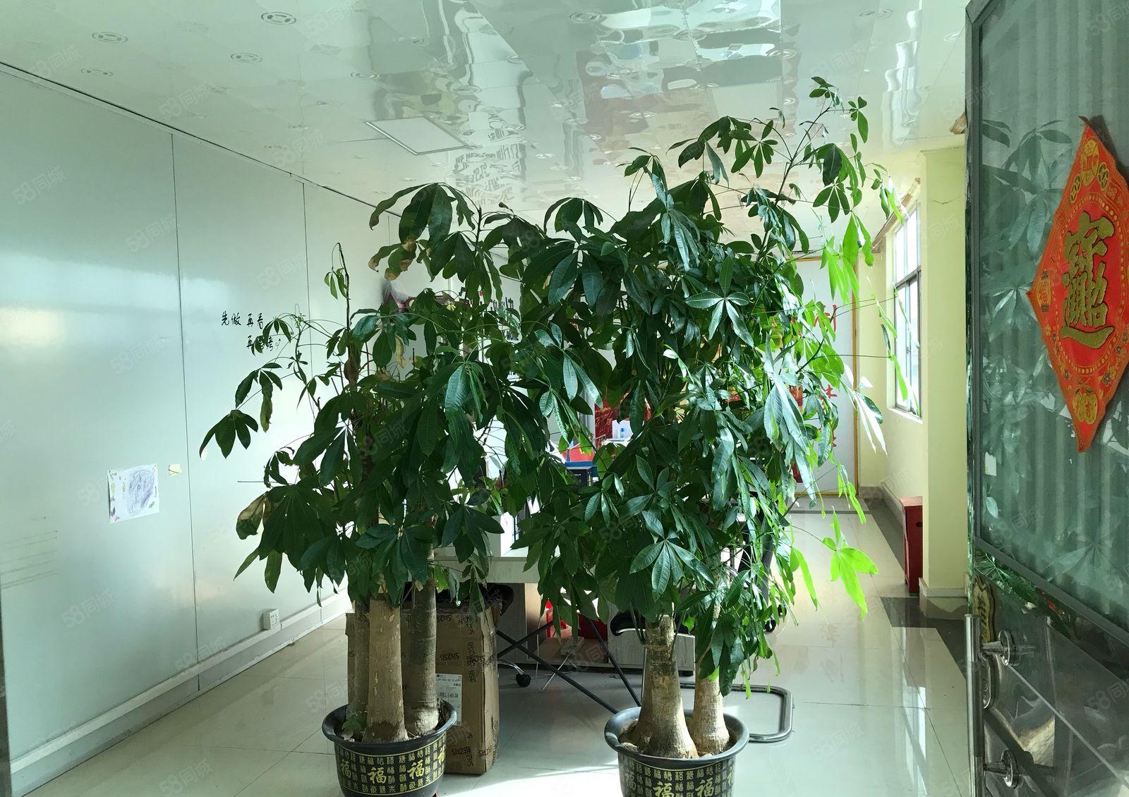 桥沥花园式靓厂房带豪华装修可分租