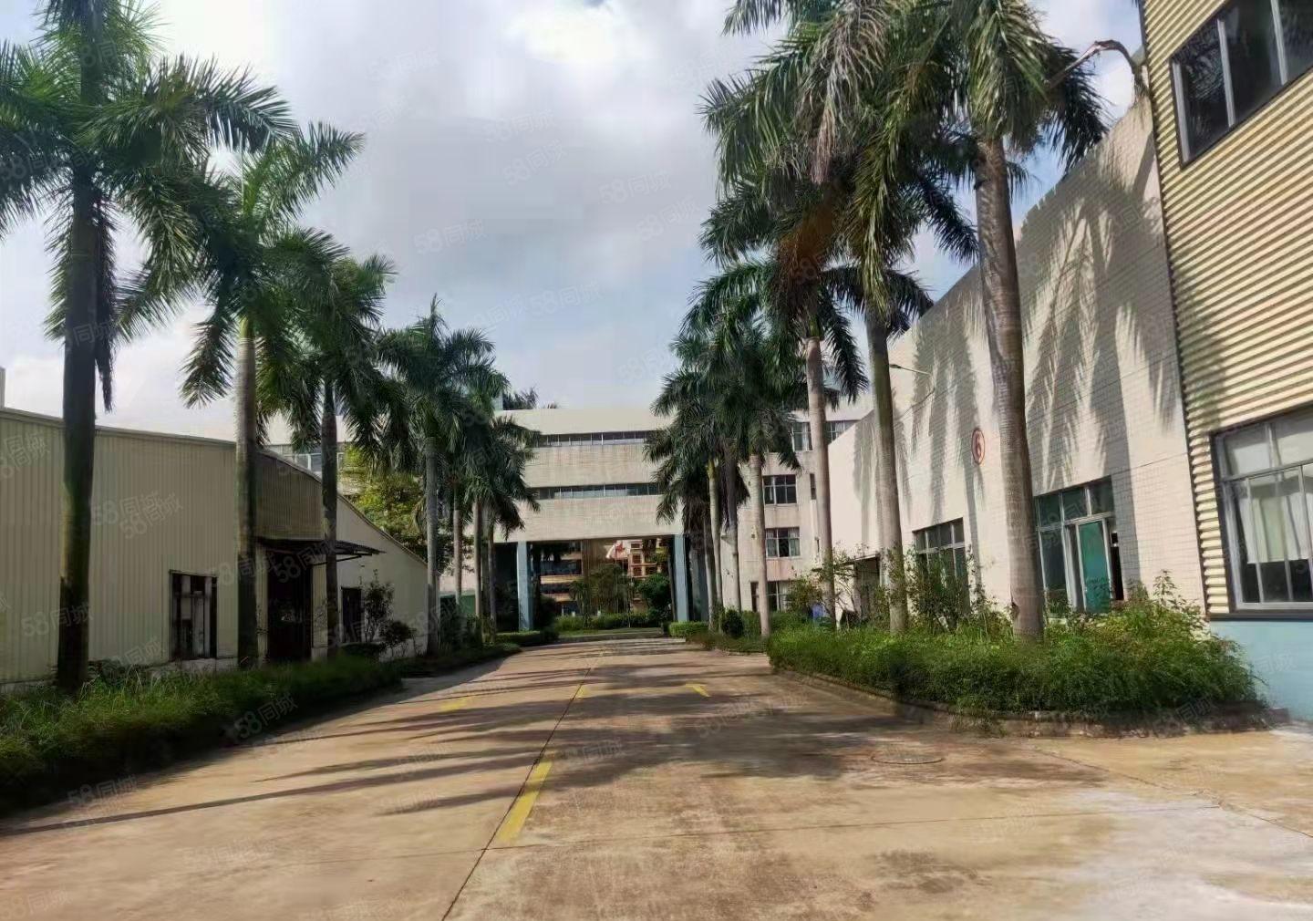 万江花园式独院标准厂房12000平方出租，可整租可分租