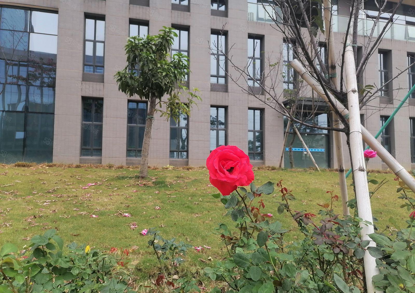 松山湖全新原房东一手红本科技园招商，实际面积出租，可申请补贴