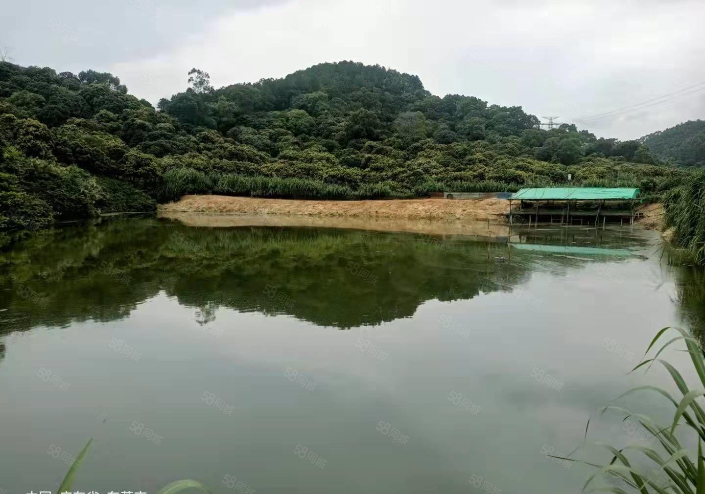 东莞黄江60多亩果园白菜价出售，远离都是喧器，回归自然本色。