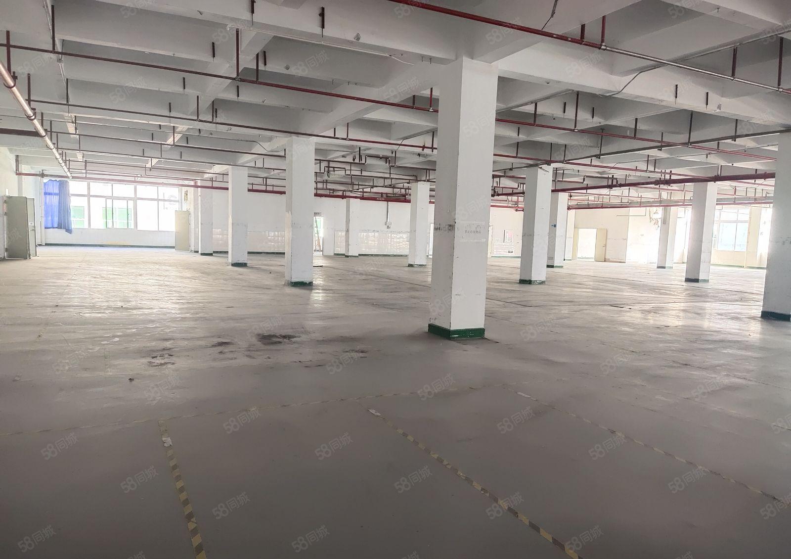 清溪上元工业区原房东楼上1600平红本标准仓库厂房出租可分租