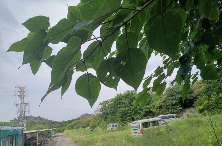 横沥镇13000平方空地出租，可做网红打卡地，堆放等行业