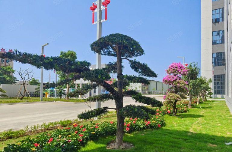 麻涌全新厂房出租可分租2000或4000或8000平方