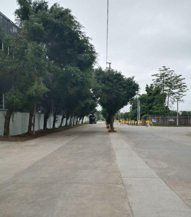 企石原房东独门独院钢结构厂房出租，滴水十米，17000平米