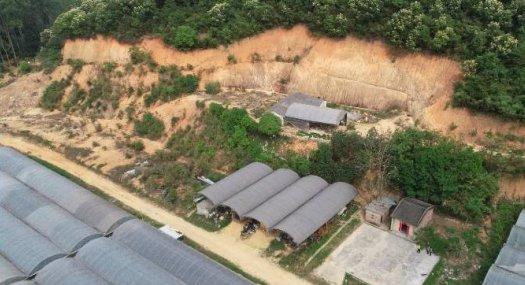 从化区鳌头镇345亩大棚花卉转让