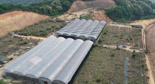 从化区鳌头镇345亩大棚花卉转让