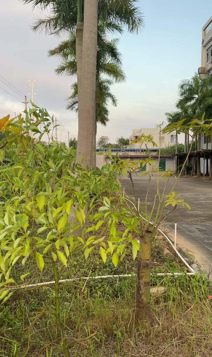 惠阳秋长茶园新出标准独院27000平红本厂房500平起分