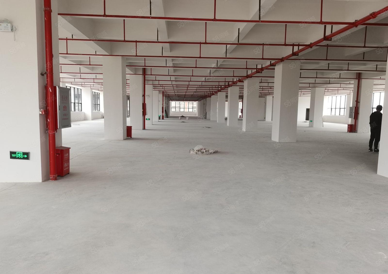 镇隆镇独门独院厂房出租全新厂房出租