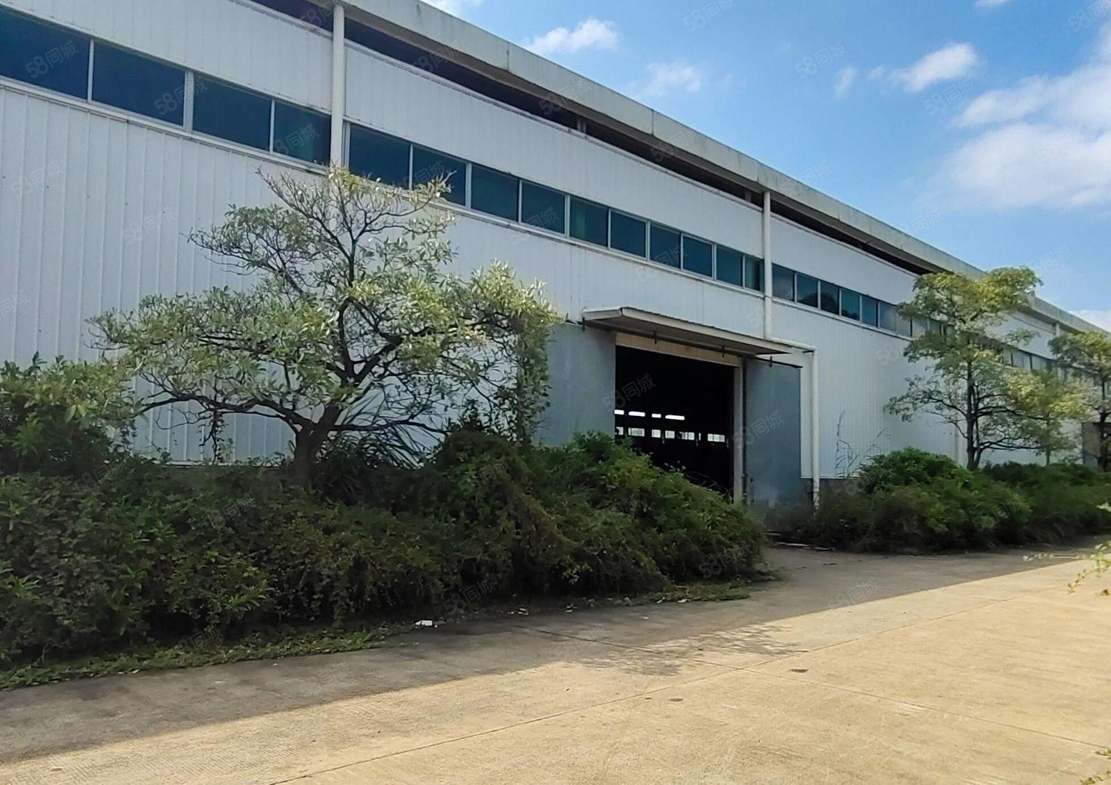 沥林镇一手房东出租8米高钢构厂房1600平，可分租