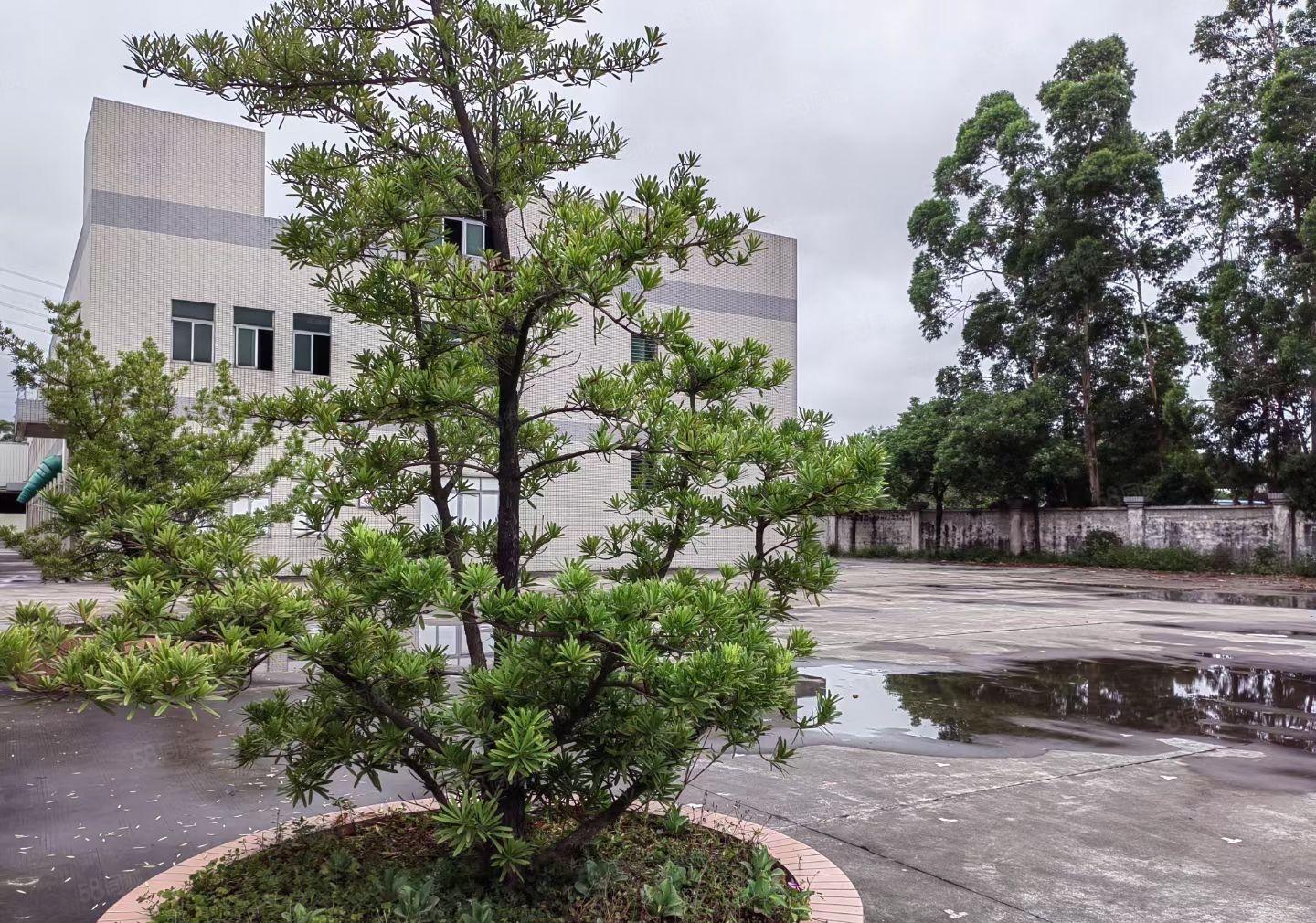 ！厚街原房东独门独院2万8千方厂房，可分隔多套独院