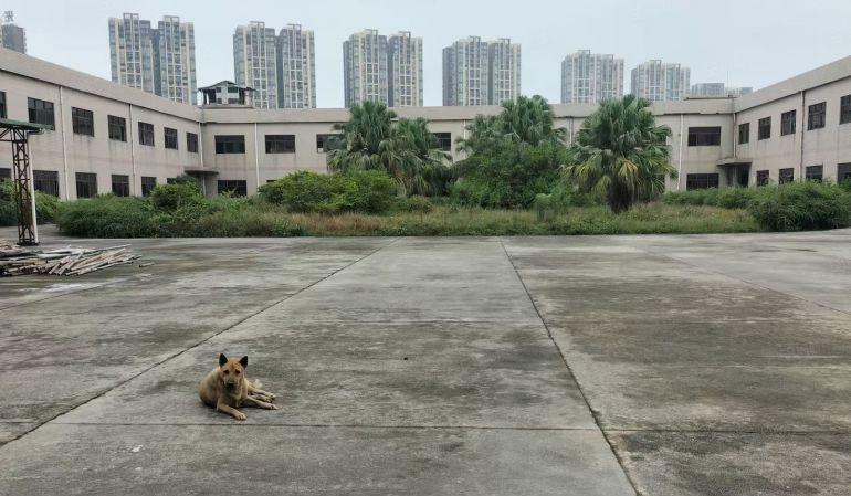 大岭山独门独院厂房12000平方，可以分租，厂房形象好空地大