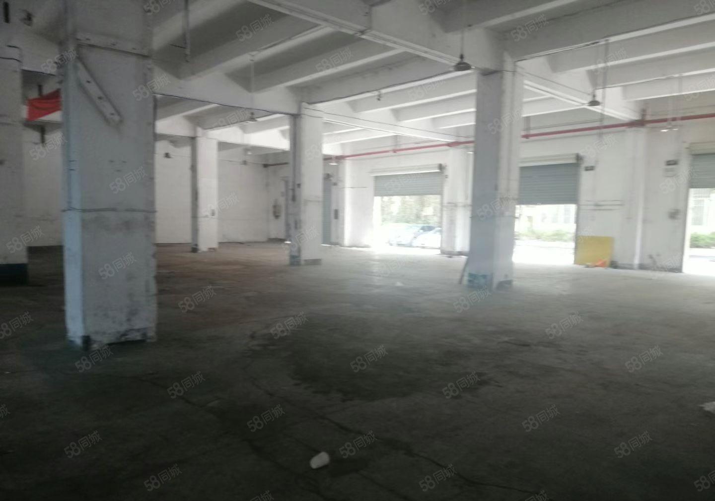 （出租）固戍一楼厂房1050平1300平1600平大小可分租