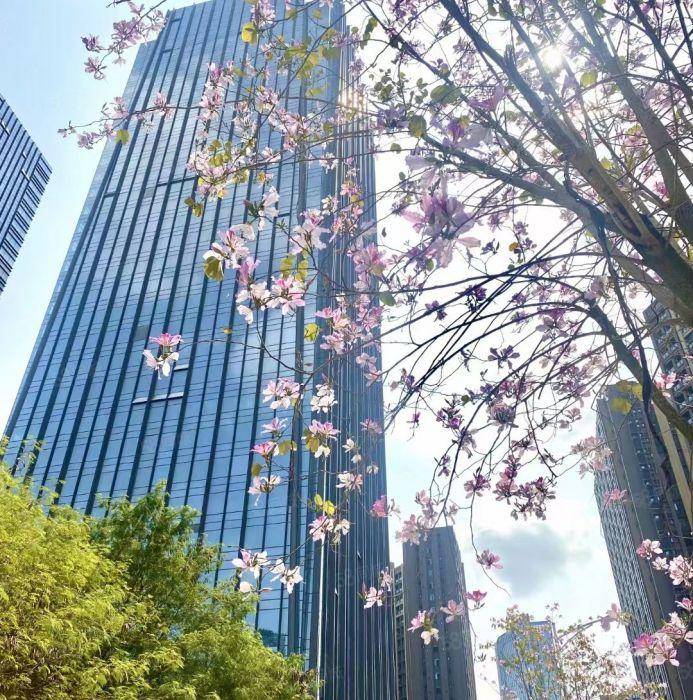 甲级写字楼！坂田地标！100平到1000平豪华办公低价出租