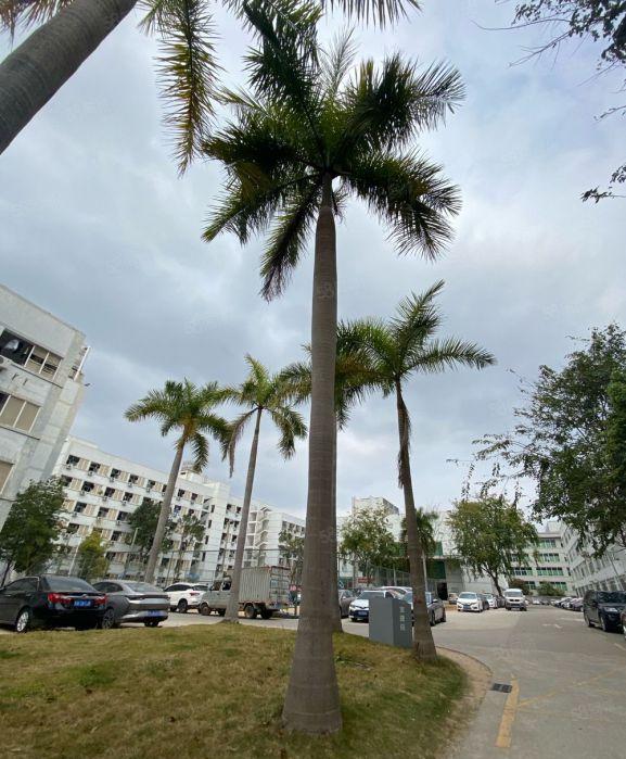 龙岗独院一楼低价仓库厂房出租1500平工业产业园可整栋可合租