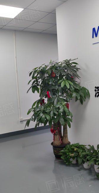 坪山坑梓大工业区原房东红本2楼200平精装修办公室厂房可分租